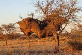 Architects of the Wild: Ingenious Animal Homes